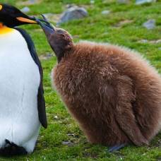 Птенцы пингвинов способны понижать температуру тела
