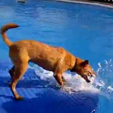 Пес обожает развлекаться в бассейне