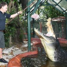 Крокодил по кличке кассиус - самый большой крокодил из всех живущих в неволе.