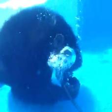 Шимпанзе обучили нырять под воду с аквалангом