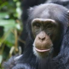 Плюющие шимпанзе показали баснословный интеллект