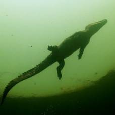 Нильские крокодилы с реки окаванго
