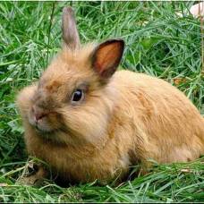 Как отличить кролика от зайца