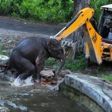 Спасение слона упавшего в водохранилище