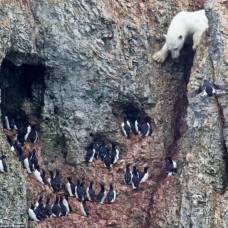Белый медведь решил полакомиться птичьими яйцами