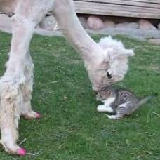 Альпака лейси встречает нового котенка