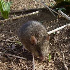 Курганчиковая мышь вызывает больше симпатии, чем её домовая родственница