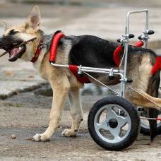 История спасения щенка-инвалида по кличке чухча
