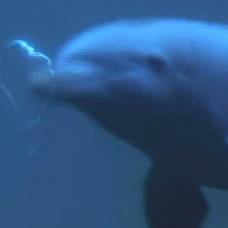 Дельфин играет с воздушными кольцами