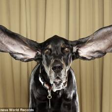 Собака с самыми длинными ушами в мире
