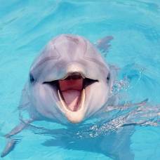 Дельфины говорят, как люди