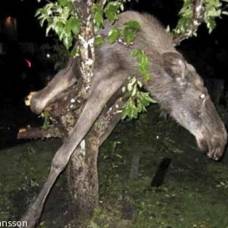 Пьяный лось залез на яблоню и застрял