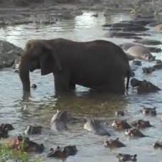Гиппопотам атакует слона