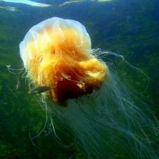Почему медузы вытесняют рыб