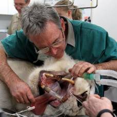 Львиный стоматолог