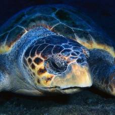 Пять популяций морских черепах находятся под угрозой исчезновения