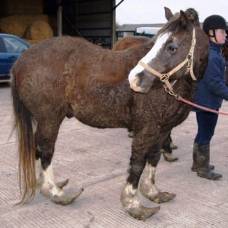 Более полугода понадобилось ветеринарам, чтобы привести лошадь в форму