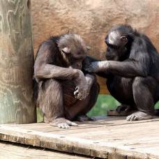 Шимпанзе обнаружили в себе исключительный эгоизм