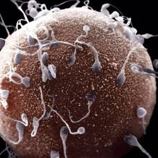 10 фактов о сперматозоидах