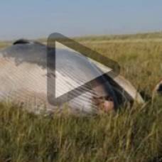 В британии посреди поля обнаружили мертвого кита