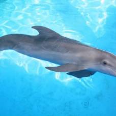 Дельфин винтер (winter) обрел вторую жизнь