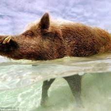 Пляжная жизнь свиньи babe, которая живет на своем частном острове на багамах