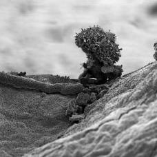 Нано-Пейзажи от фотографа майкла оливери