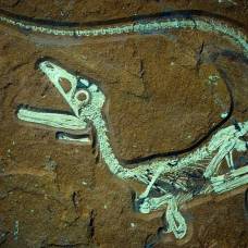 В германии найден хорошо сохранившийся скелет теропода