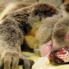 Австралийский коала получил семь пулевых ранений