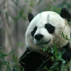 Объяснено выживание панд на бамбуковой диете
