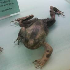 Волосатая лягушка (лат. trichobatrachus robustus)