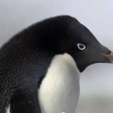 Пингвины-Преступники (criminal penguins) bbc one