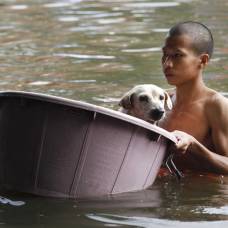 Cпасение домашних животных от наводнения в тайланде