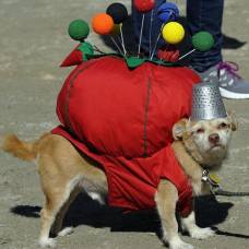 Хэллоуин парад собак в нью-йорке