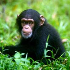 Значительные отличия человека от шимпанзе раскрыты в мусорной днк