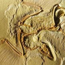 Археоптерикс снова назван старейшей и самой примитивной птицей