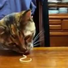 Кот и спагетти