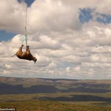 Удивительный полет, который сохранили стадо носорогов от неминуемой смерти