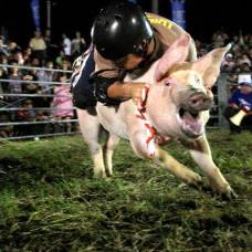 Свиное родео в японии
