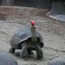 Черепаха балансирует яблоком на голове