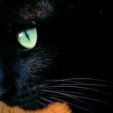 17 ноября - день черных кошек