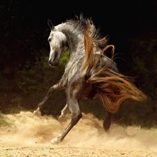 Арабские и андалузские лошади войтека квиатковского