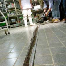 Самая длинная в мире ядовитая змея хабу