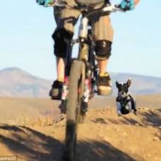 Собака по кличке лили обожает горы и гонки за велосипедом