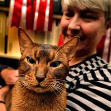 Самый красивый кот в мире выбран на выставке кошек  world cat show