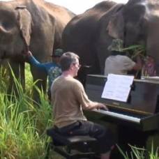 Эксцентричный британский пианист играет на пианино для слепых слонов
