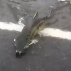Видео, как лосось форсирует шоссе