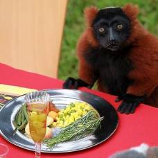 В зоопарке сан-франциско лемурам накрыли праздничный стол