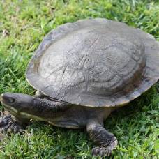 Черепахи согласовывают друг с другом время появления на свет