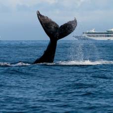 Горбатые киты на гавайях